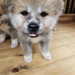 今日まで、秋田犬 - 里親募集