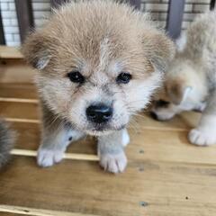 今日まで、秋田犬 − 栃木県
