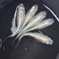 オーロララメ針子抜け