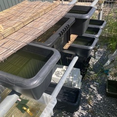メダカ飼育用品