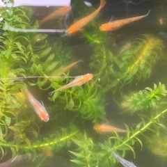 ☆完売しました　メダカ　稚魚　10匹から