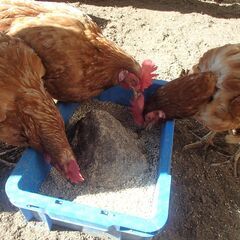 鶏の里親を募集します