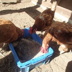 鶏の里親を募集しますの画像