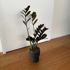 〓取引決定〓観葉植物｜ザミオクルカス レイヴン 