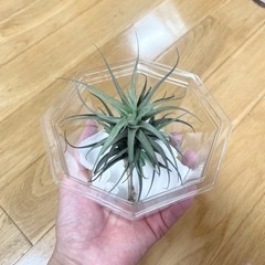 エアープランツ
