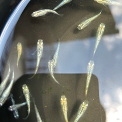 琥珀ラメから出てきた白いラメメダカです。