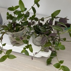 観葉植物トラディスカンティア