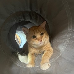 立派な茶トラさん