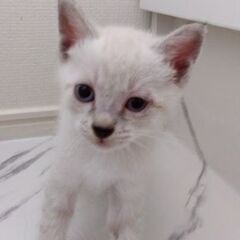 生後1か月半ほど　シャム系男の子里親さん募集します🐈（お話し中）
