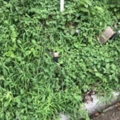 草抜き＆袋詰め - 仙台市