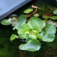 水草（ホテイ草）