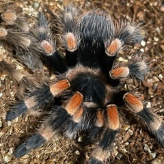 奇虫飼育仲間募集