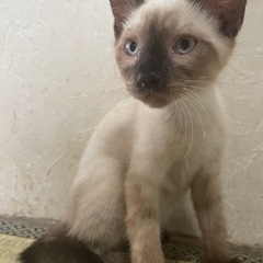 『募集中』子猫ちゃん　産後　4ヶ月