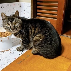 里親募集