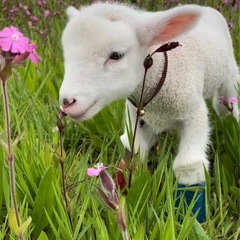 ヤギ牧場に同行してくれる同性の女友達✨
