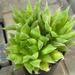 多肉植物　ハオルチア　青雲の舞①