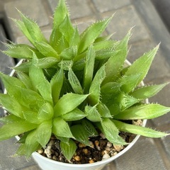 多肉植物　ハオルチア　青雲の舞②