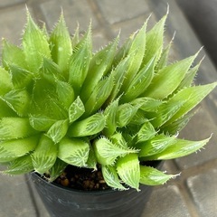 多肉植物　ハオルチア　青雲の舞③