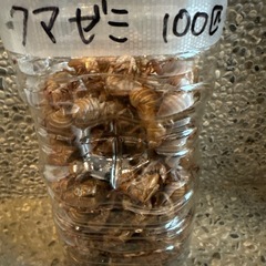 ＜自由研究＞セミの抜け殻（クマゼミ100個）