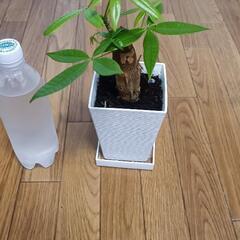 値下げ 観葉植物 パキラ