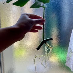 観葉植物　ヒメモンステラ　簡単栽培　カット苗　3本のうちから1本...