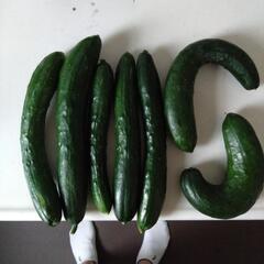 採れたて　きゅうり（大）