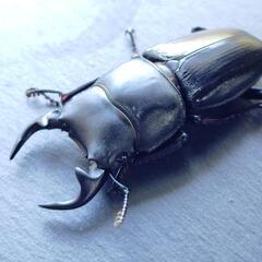 グランディスオオクワガタ　ミニ♂53㎜単品　ラオス産