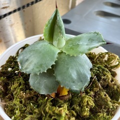 アガベ　植物