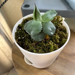 アガベ　植物の画像