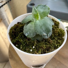 アガベ　植物の画像
