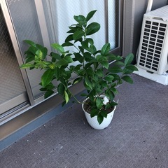 南信州レモンの木🍋マイヤーレモン　実付き  収穫可能　無農薬