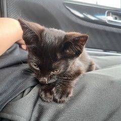緊急！！子猫の里親になってくれませんか？