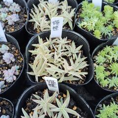 多肉植物　姫笹