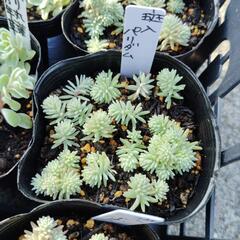 多肉植物　斑入パリダム