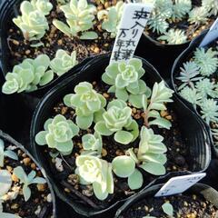 多肉植物　斑入万年草
