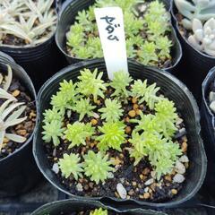 多肉植物　セダム
