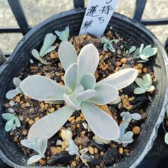 多肉植物　子持ち蓮華