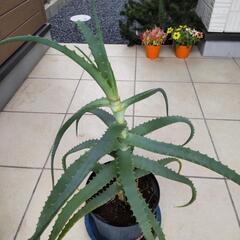 アロエの画像
