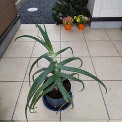 アロエ