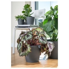 【新品】IKEA 鉢カバー PERSILLADE 19cmの画像