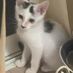 譲渡決まりました　2ヶ月半♂　かわいいコタマの里親募集