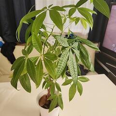 決定いたしました  パキラ 観葉植物