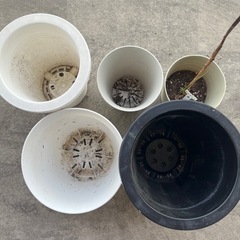 植物　鉢　観葉植物　果物　家庭菜園の画像