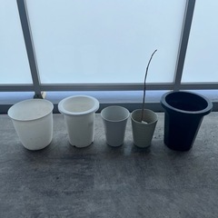 植物　鉢　観葉植物　果物　家庭菜園の画像