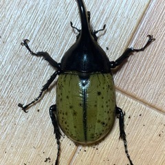 ヘラクレスオオカブト オス単 小