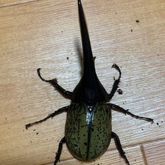 ヘラクレスオオカブト オス単 約120㎜