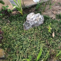 竜の髭