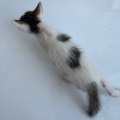 子猫　猫　里親募集　白×サバトラ　水玉　ネコ　尻尾長い子 - 猫