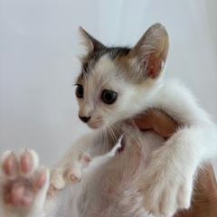 子猫　猫　里親募集　白×サバトラ　水玉　ネコ　尻尾長い子 - うるま市