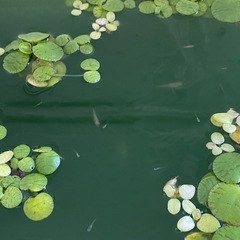 メダカの稚魚＋そのまま育てられるセット一式300円〜の画像